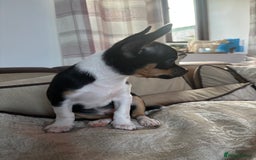 Chihuahua dogs for sale: 10 week old Chihuahua puppies. - Image 2