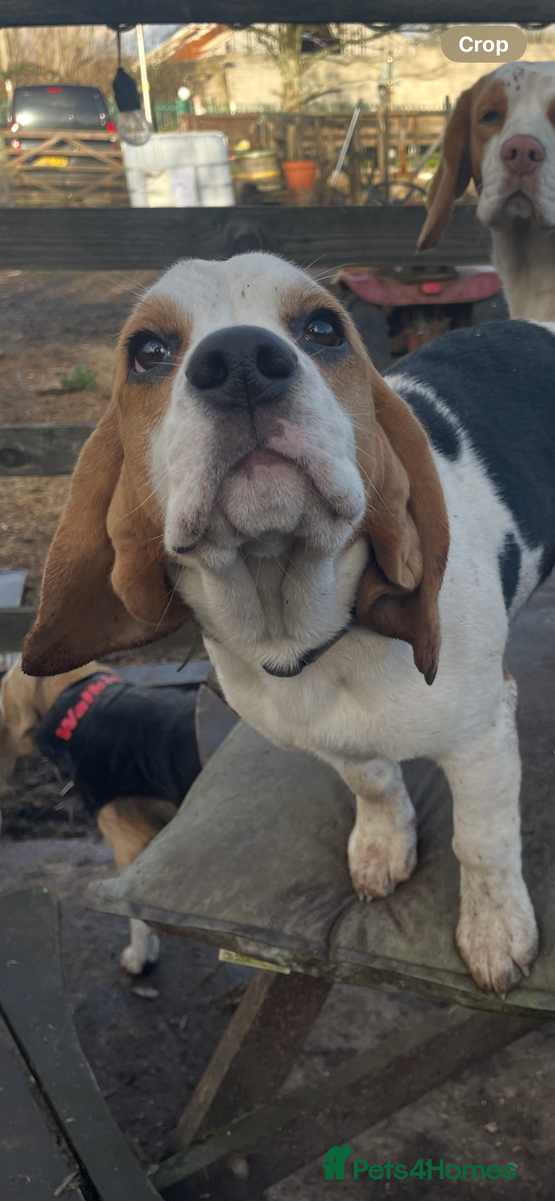 Beagle dogs for sale: 2tri girls kc reg ready after  **   - Advert 23