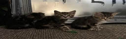 Mixed Breed cats for sale: Mixed Breed Tabby Kittens in Askam-in-Furness - Advert 13