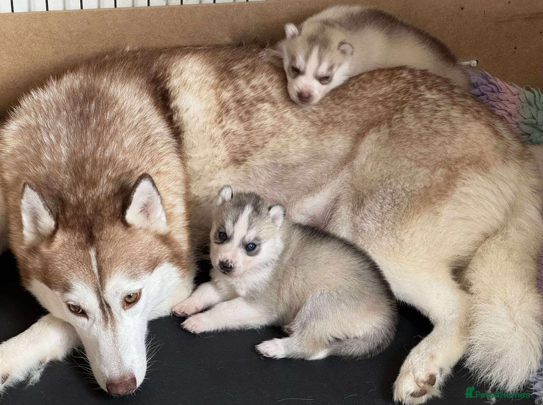 Siberian Husky dogs for sale: Beautiful KC registered Siberian puppies  - Image 10