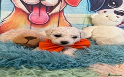 Bichon Frise dogs for sale: Kc registered show quality puppies - Image 4