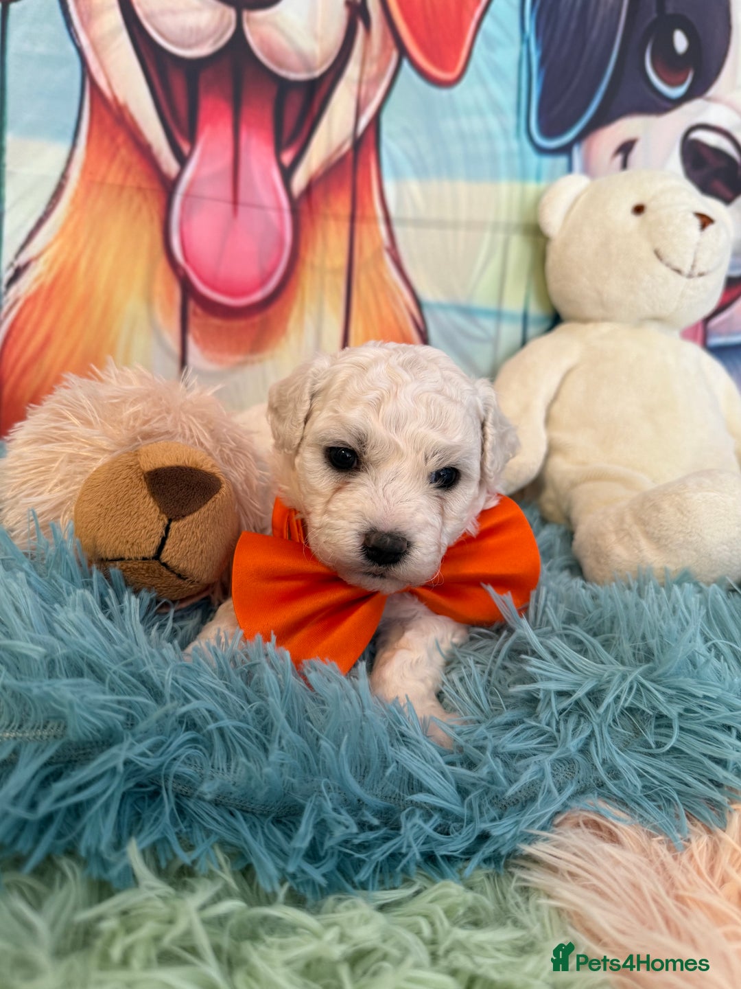 Bichon Frise dogs for sale: Kc registered show quality puppies - Image 4
