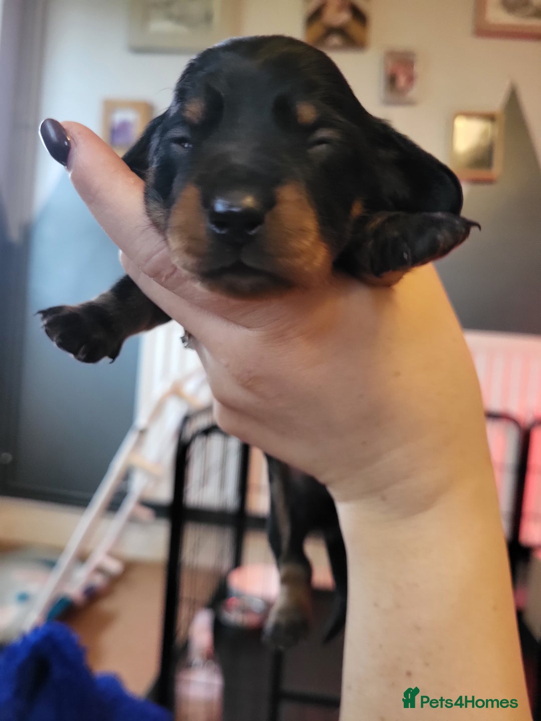 Miniature Dachshund dogs for sale: Miniature dachsund  - Image 15