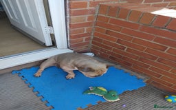 French Bulldog dogs for sale: French bulldogs  - Image 1