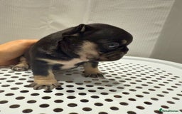 French Bulldog dogs for sale: French Bulldog Puppies – Beautiful and Home-Raised - Image 3