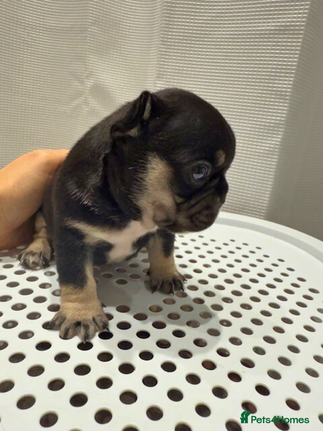 French Bulldog dogs for sale: French Bulldog Puppies – Beautiful and Home-Raised - Image 3