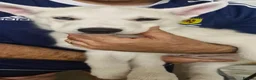 Siberian Husky dogs for sale: 5 Boys & 2 Girls Siberian Huskies – b. 21/5/26 - Advert 21