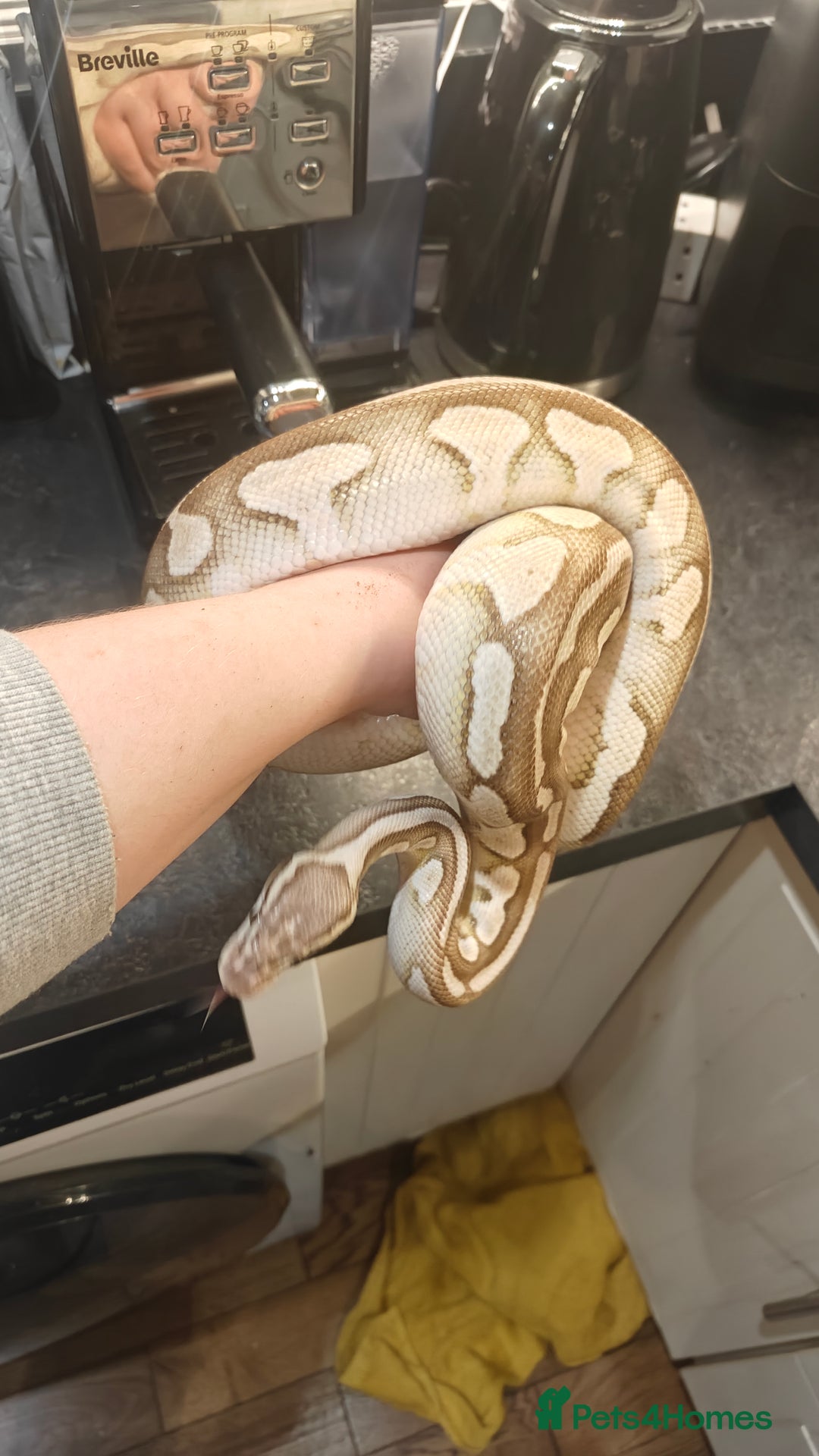 Python Snake reptiles for sale: Ball Pythons Male & Female - Advert 2