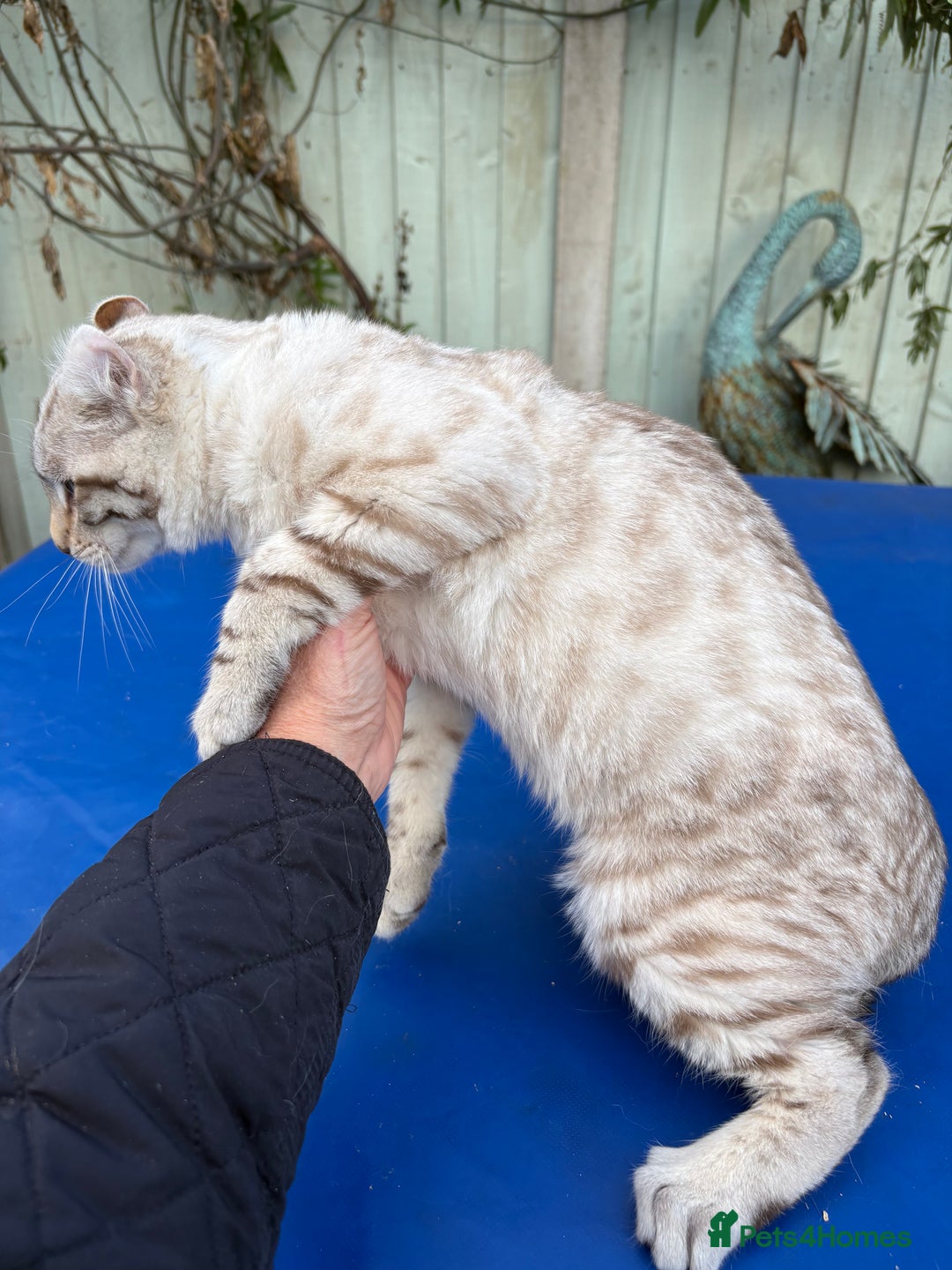Savannah cats for sale: Superb snow leopard male  - Advert 30