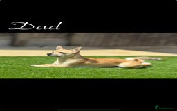 Chihuahua dogs for sale: Beautiful Chihuahua puppy’s  - Image 13