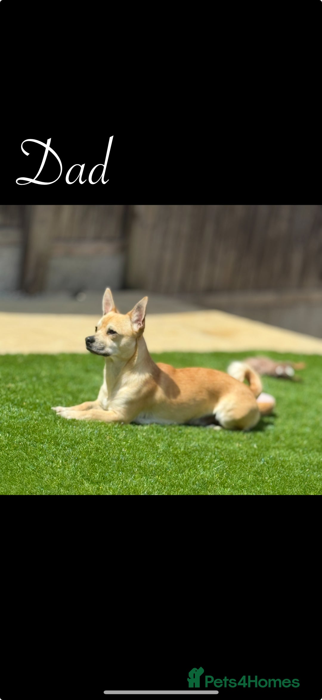 Chihuahua dogs for sale: Beautiful Chihuahua puppy’s  - Image 13
