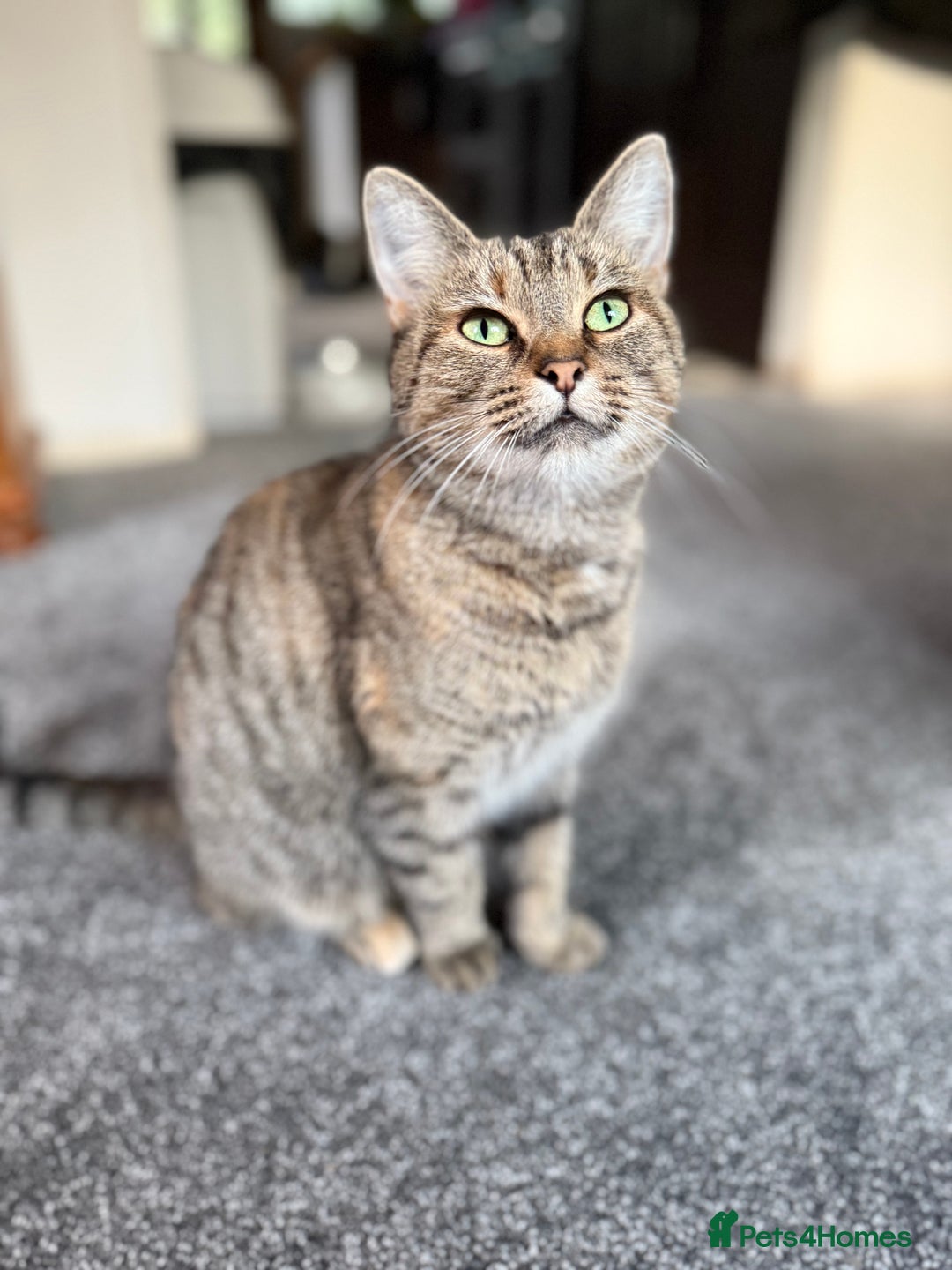 Mixed Breed cats for sale: Adorable Tabby Kittens  - Image 7