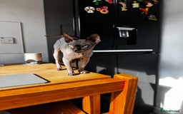 Sphynx cats for stud: Tica Registered Canadian Sphynx in Hull - Image 22