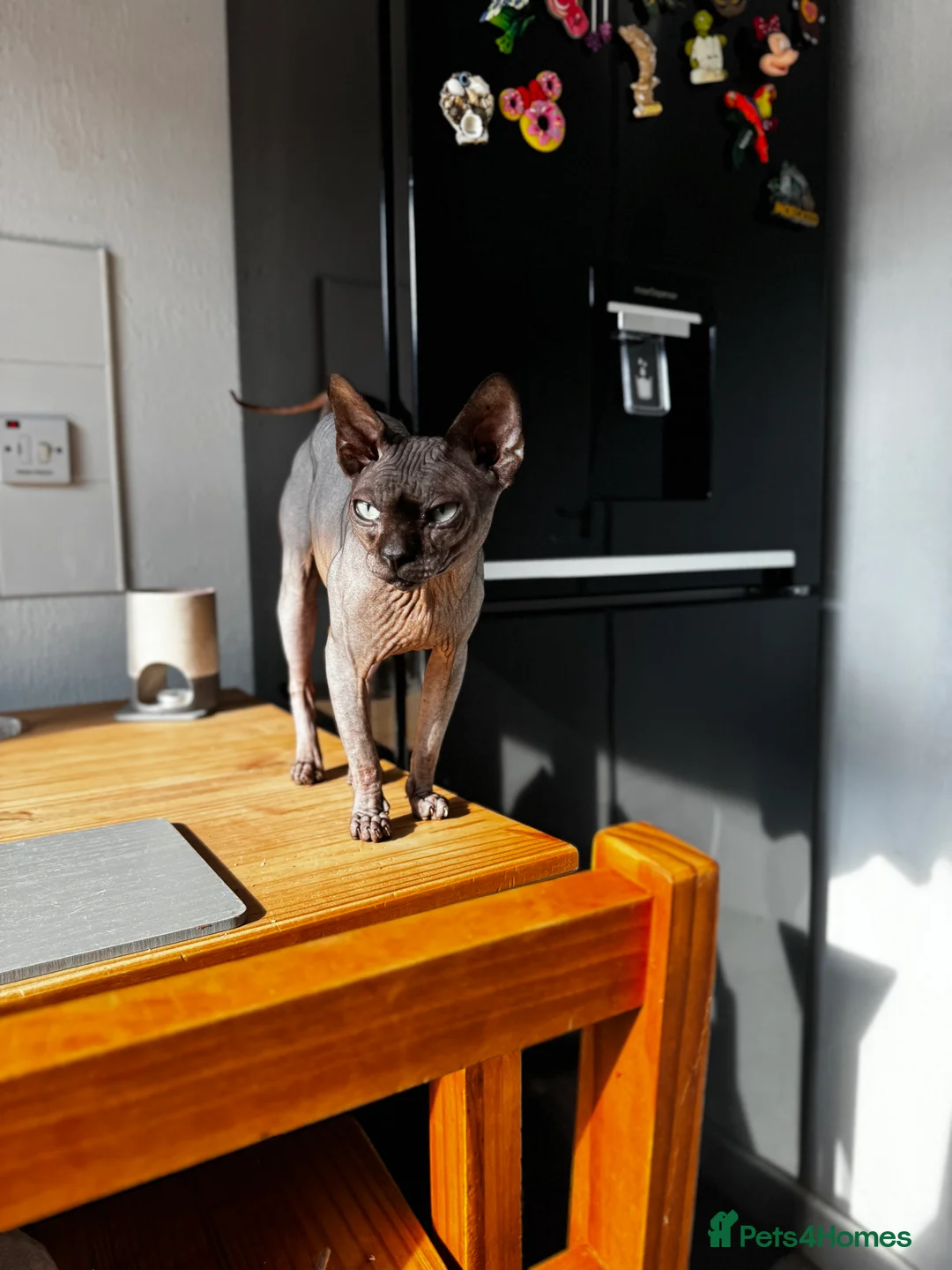 Sphynx cats for stud: Tica Registered Canadian Sphynx in Hull - Advert 22