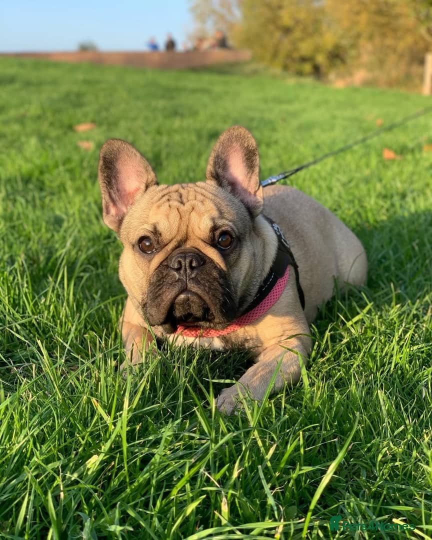French Bulldog dogs French Bulldog Female - Advert 1