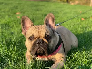 French Bulldog dogs French Bulldog Female - Advert 1