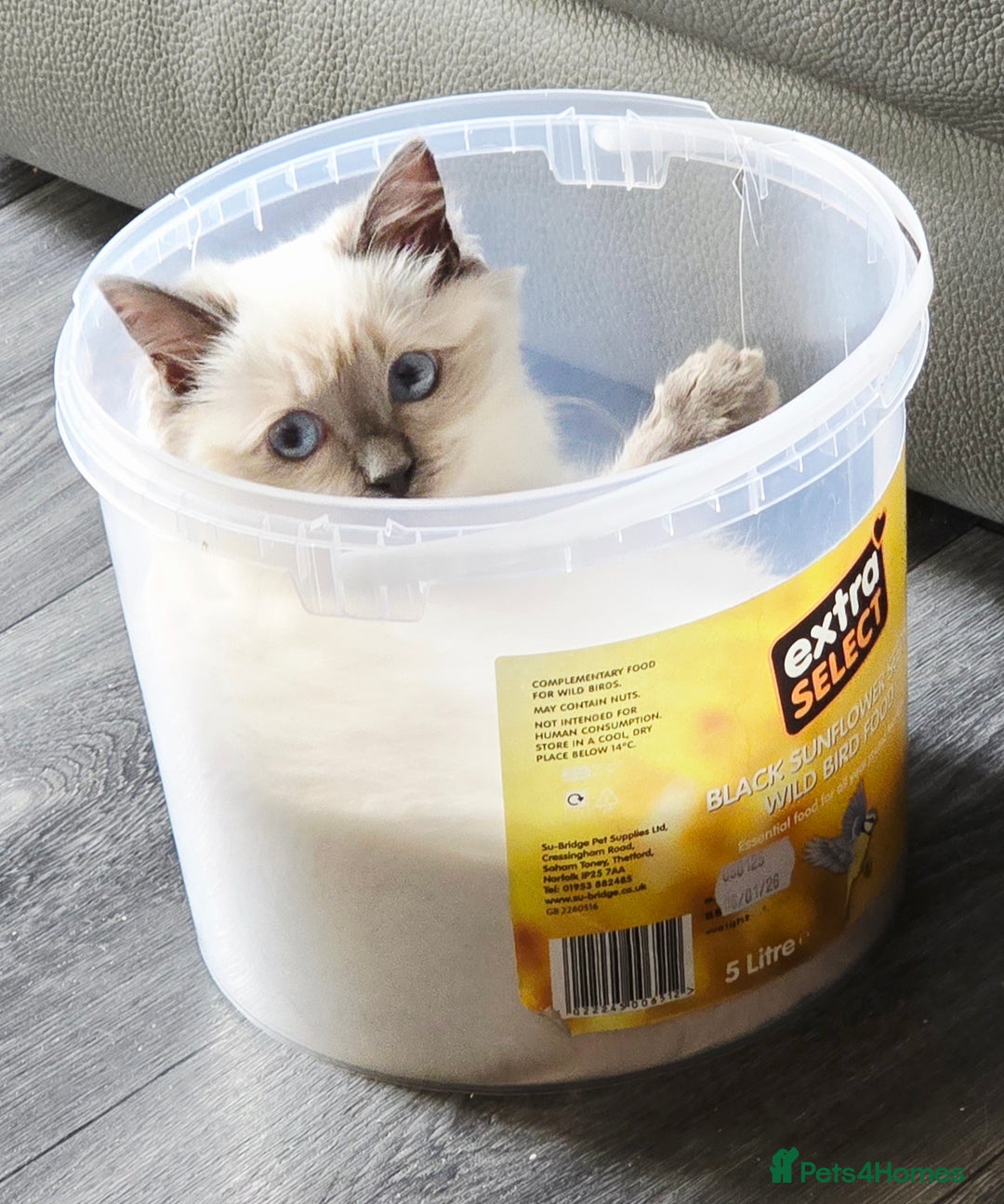 Ragdoll cats for sale: 1 boy/ 1 girl Ready to go - Image 10