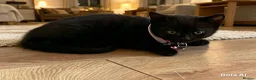 British Shorthair cats for sale: STUNNING BRITISH SHORTHAIR X DOM SHORTHAIR KITTENS - Advert 8