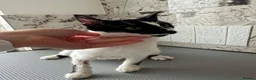Mixed Breed cats for adoption: Milla for adoption in Kidlington - Advert 2