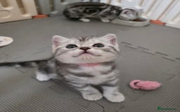 British Shorthair cats for sale: BSH Silver Tabby  - Image 5