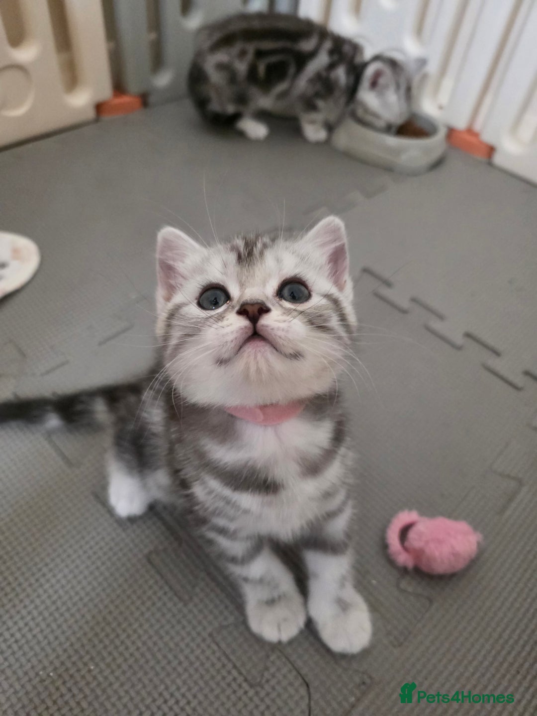 British Shorthair cats for sale: BSH Silver Tabby  - Image 5