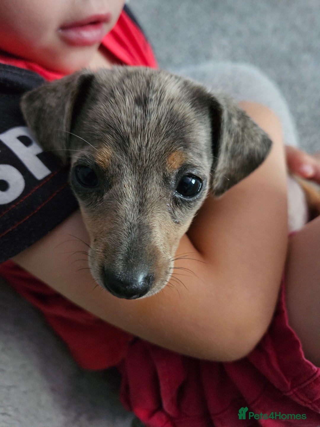 Miniature Dachshund dogs for sale: Miniature Dachshund ready to leave now - Image 2