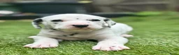 Dalmatian dogs for sale: Beautiful KC Registered Dalmatian Puppies - Advert 10