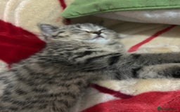British Shorthair cats for sale: Adorable BSH kittens - Image 7