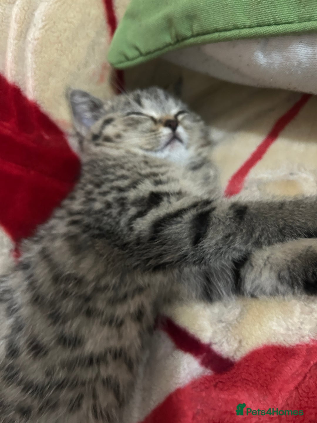 British Shorthair cats for sale: Adorable BSH kittens - Image 7