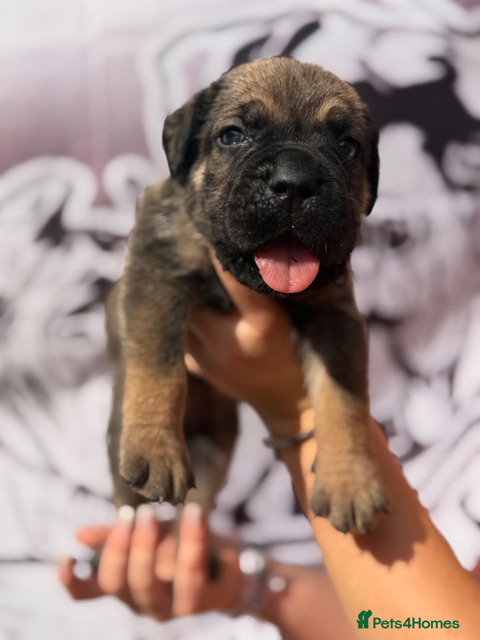 Cane Corso dogs 🐾 Balestra Magica Corso – Litter “K” 🐾 - Advert 1
