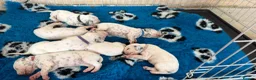 Dalmatian dogs for sale: 🐾🏆Dalmatian puppies🏆🐾 - Advert 4