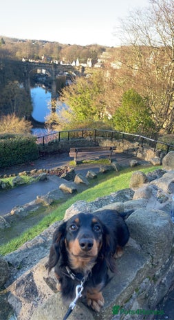 Dachshund dogs in Leeds - Advert 1