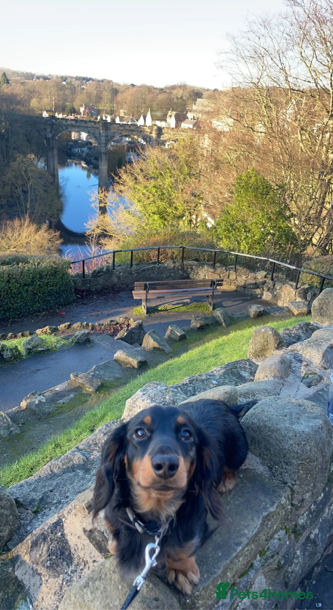 Dachshund dogs for stud: Kc Mini long haired dapple  in Leeds - Advert 1