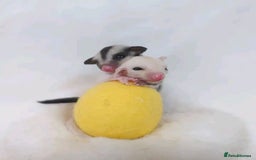 Sugar Glider rodents for sale: Adorable Sugar Gliders availale for sale - Image 4