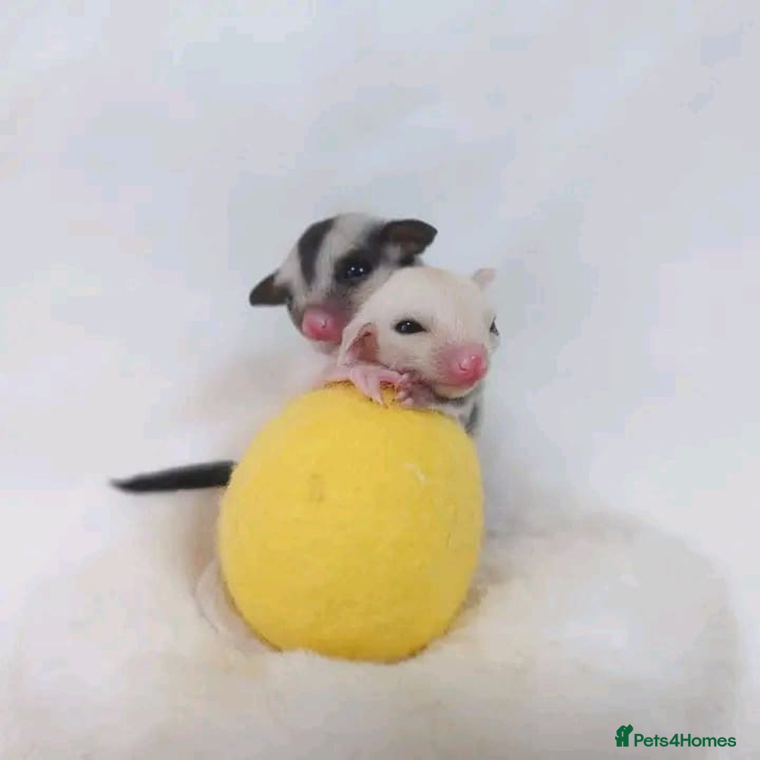 Sugar Glider rodents for sale: Adorable Sugar Gliders availale for sale - Image 4
