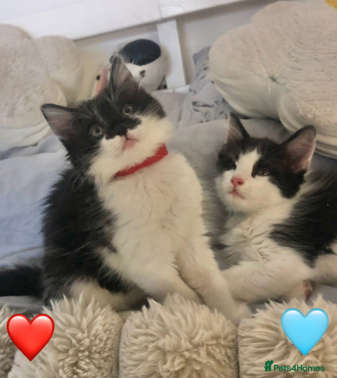 Ragdoll cats for sale: Looking for perfect furry companion? - Advert 7