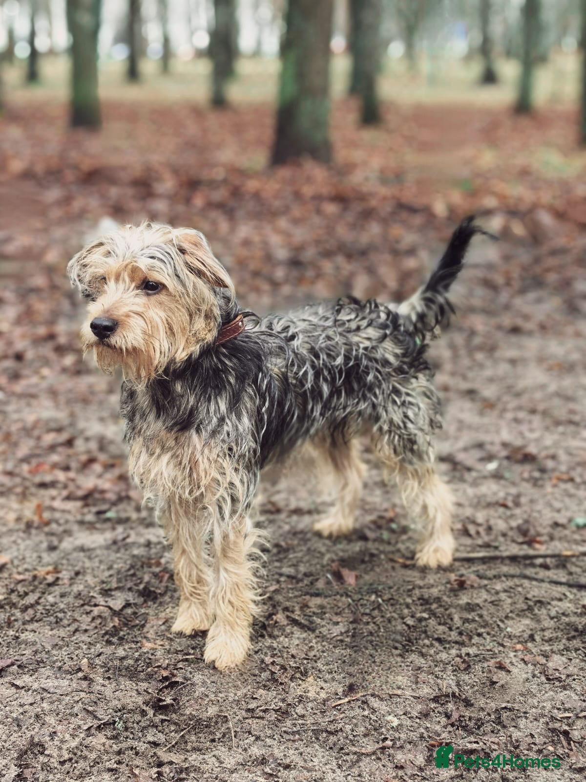 Norfolk Terrier dogs THEO – Male Norfolk Terrier - Advert 1