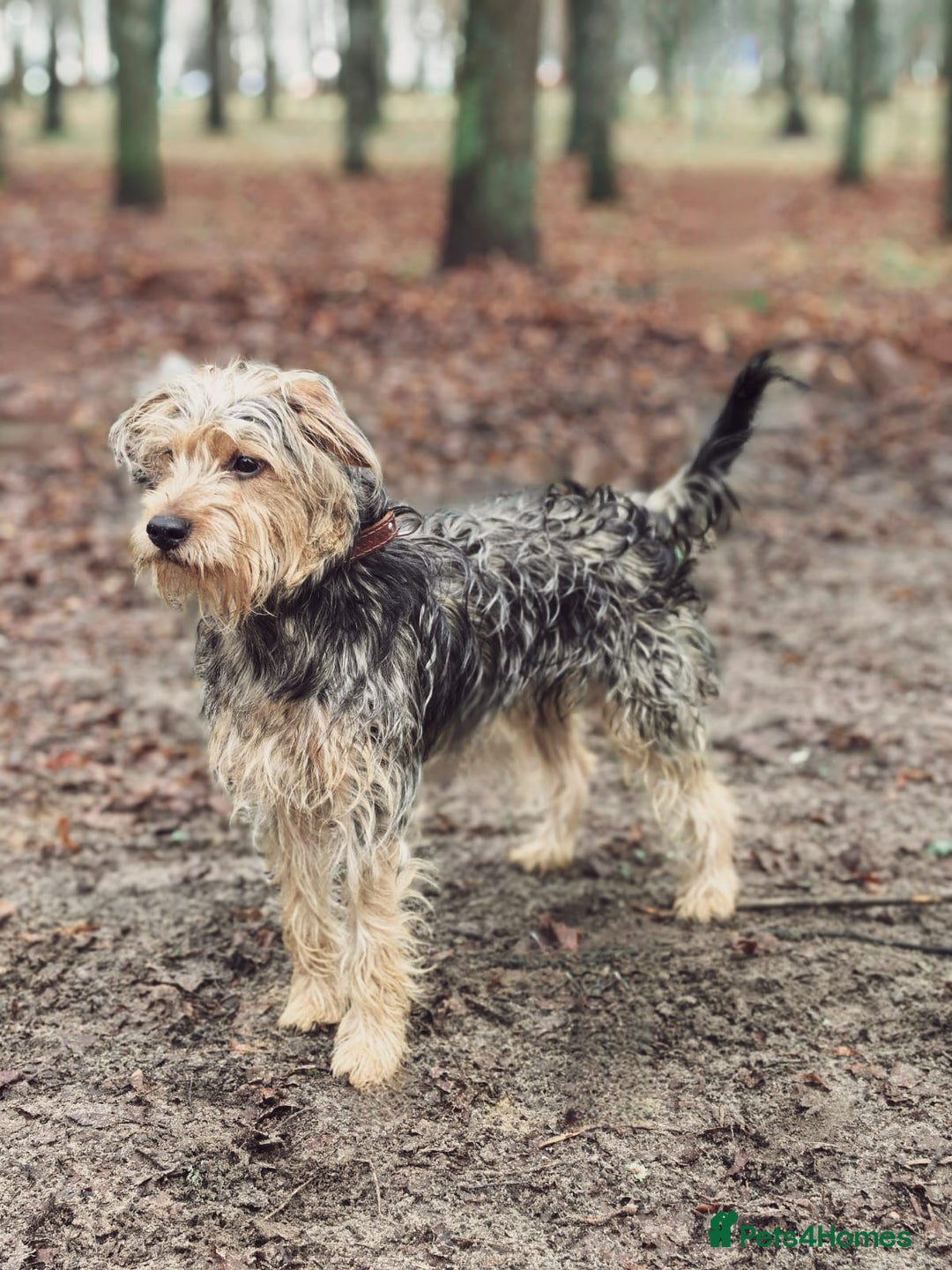 Norfolk Terrier dogs for adoption: THEO – Male Norfolk Terrier - Advert 1