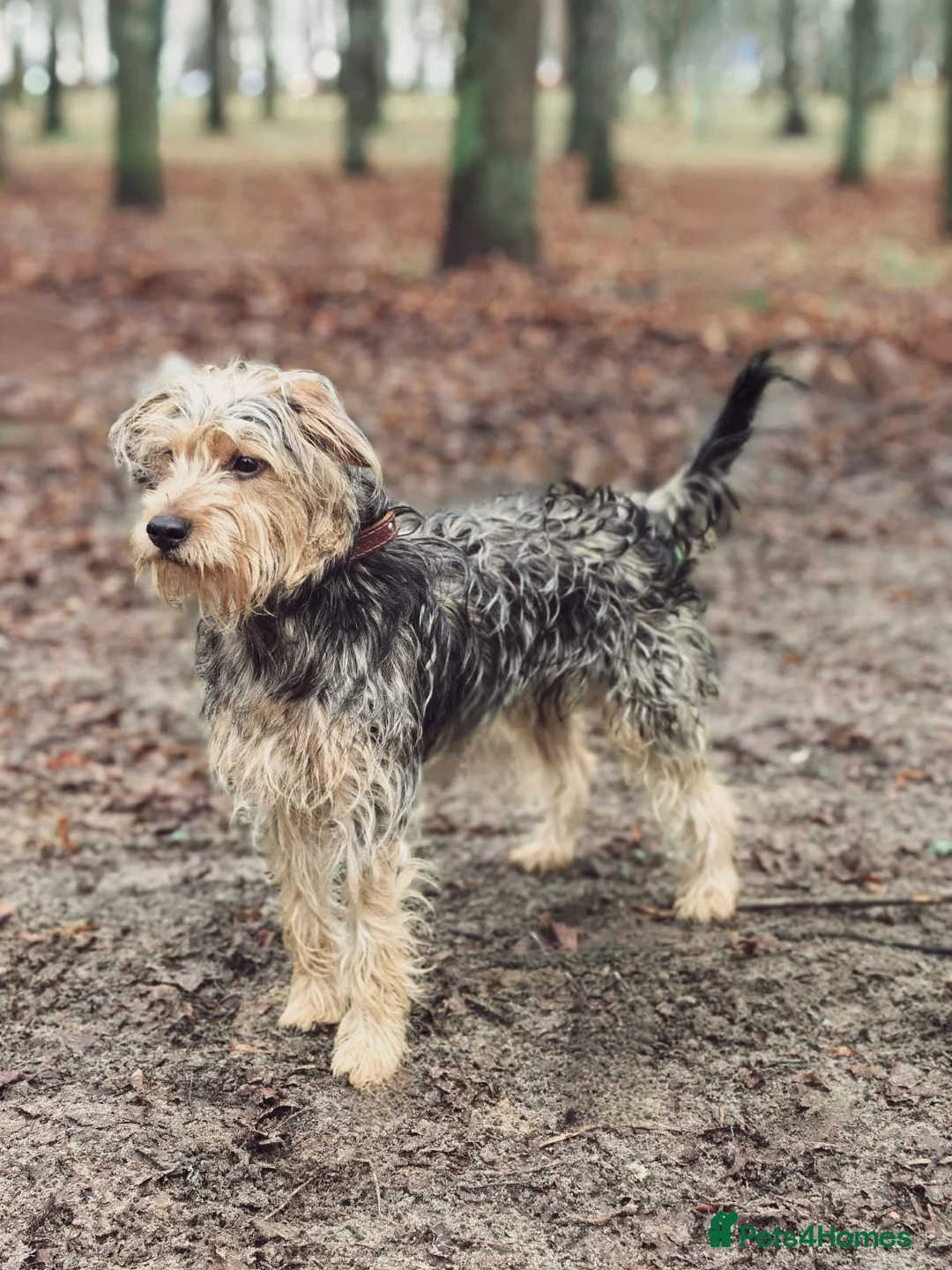 Norfolk Terrier dogs for adoption: THEO – Male Norfolk Terrier - Advert 1