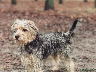 Norfolk Terrier dogs THEO – Male Norfolk Terrier - Advert 3