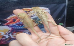 Dragon reptiles for sale: High end bearded dragons at pet prices  - Image 7