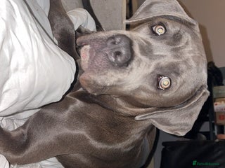 Cane Corso dogs Cane Corso Female - Advert 3