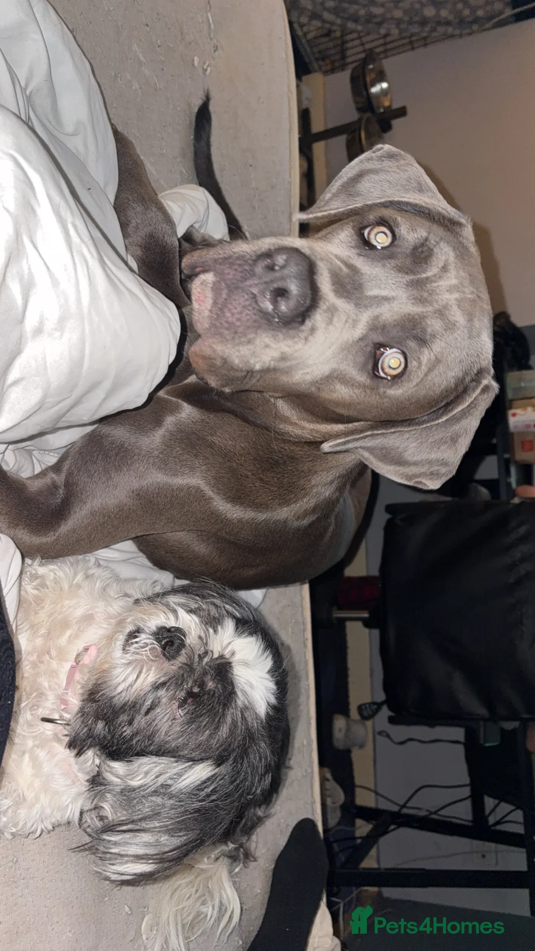 Cane Corso dogs for sale: Cane Corso Female - Advert 1