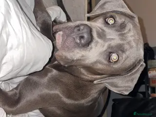 Cane Corso dogs Cane Corso Female - Advert 18