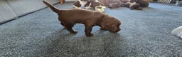 Sprocker dogs for sale: Last 3 boy Sprocker left - Advert 9