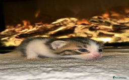 Domestic Shorthair cats for sale: Adorable Kittens! 🐾 - Image 8