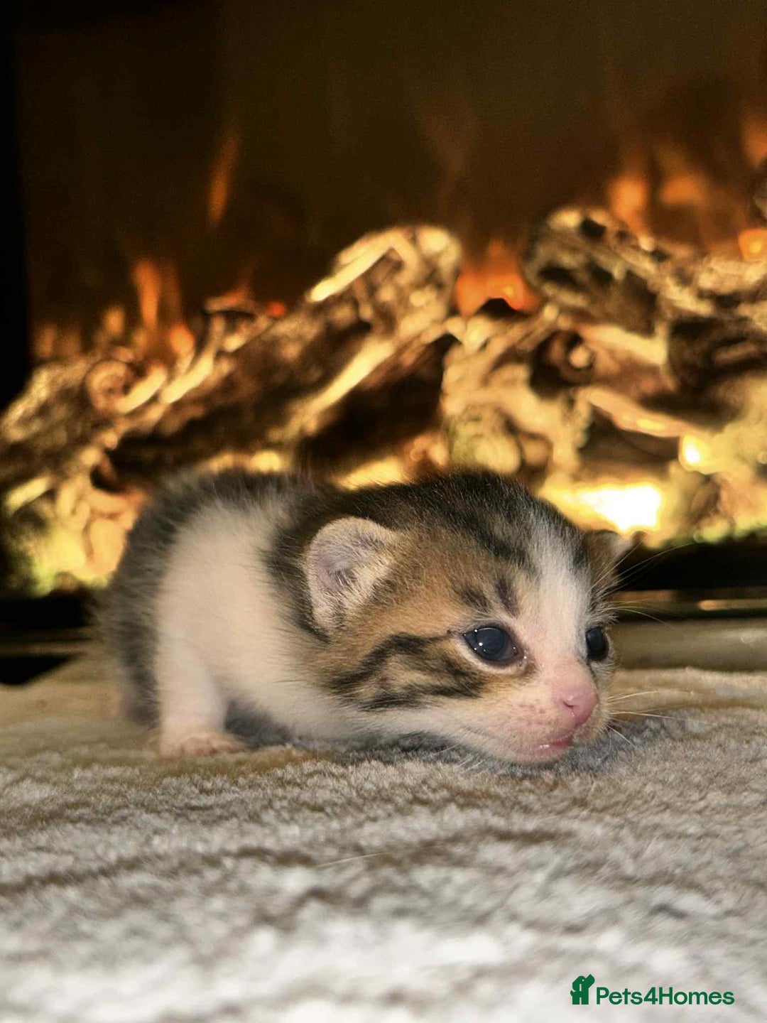 Domestic Shorthair cats for sale: Adorable Kittens! 🐾 - Image 8