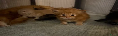 Maine Coon 6