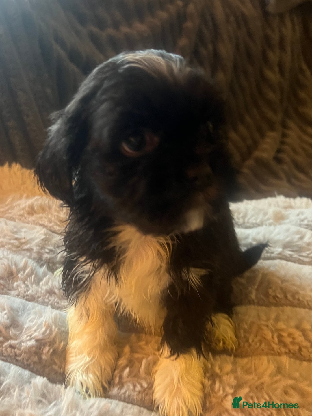 Lhasa Apso dogs for sale: KC Registered Lhasa Apso Puppies For Sale - Advert 14