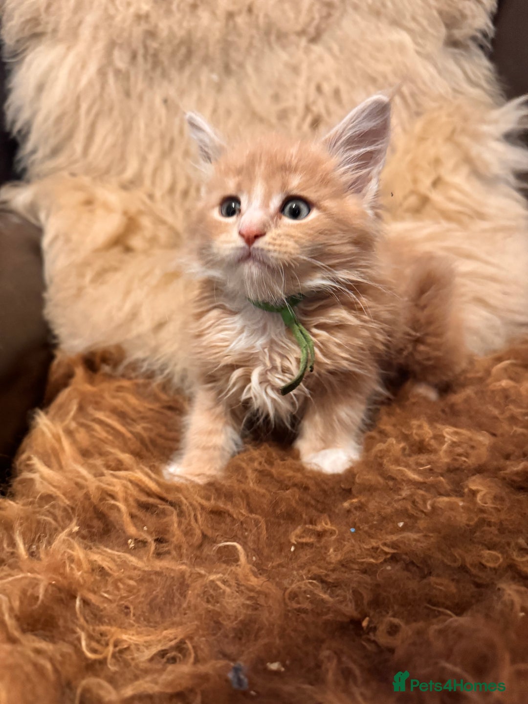 Maine Coon cats for sale:  TICA Registered Maine Coon Kittens- ready now  - Advert 13